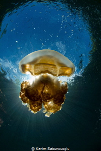 Beautiful Jellyfish by Kerim Sabuncuoglu 